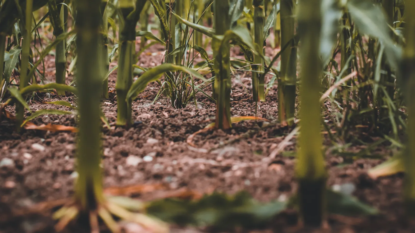 A close-up image of corn stalks growing in a field