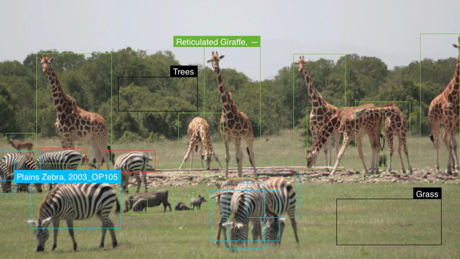 Giraffes and zebras in the wild, with rectangles indicating AI processing of the image