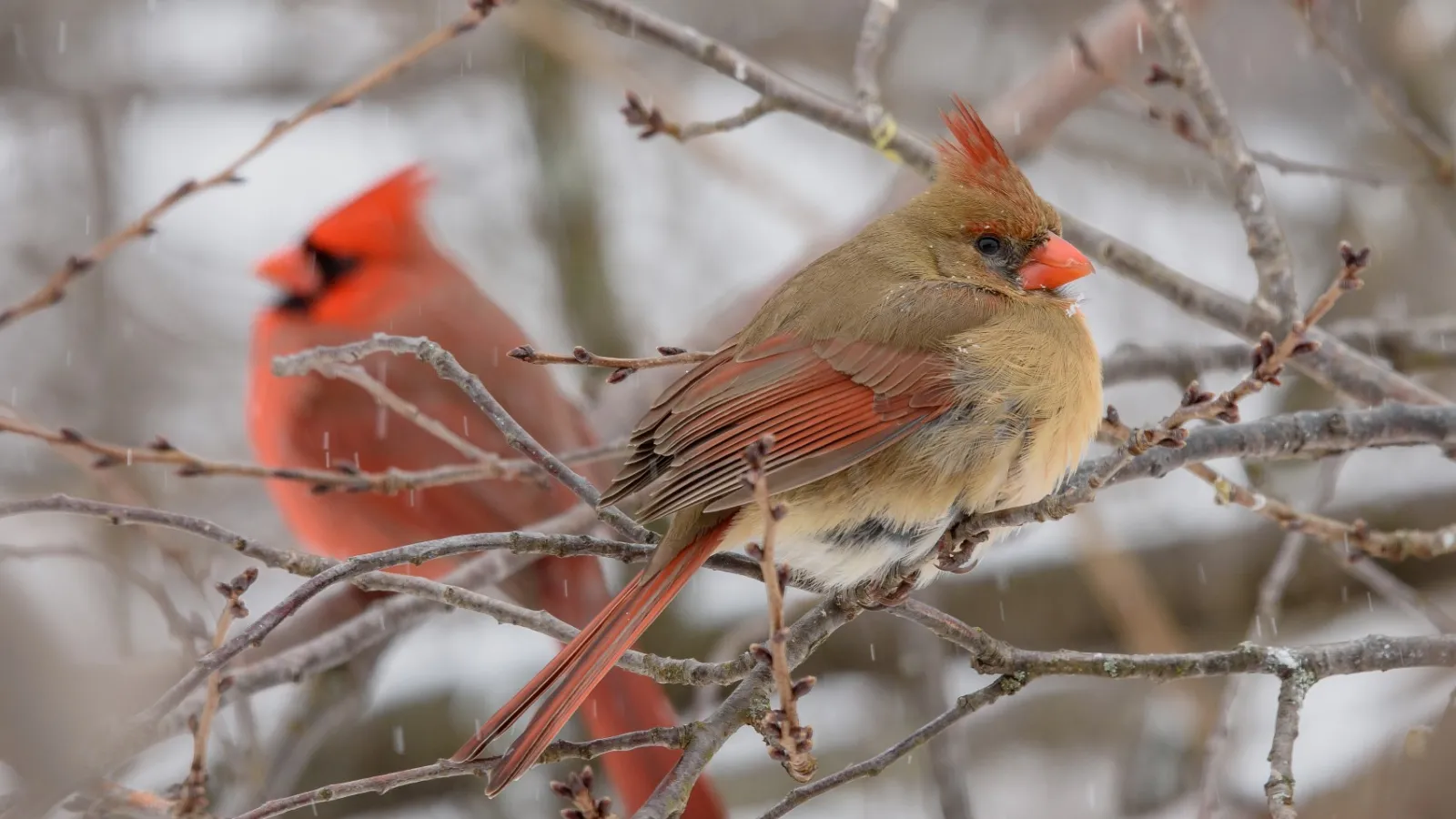 A pair of male and female Northern Cardinals perched on a tree branch in winter