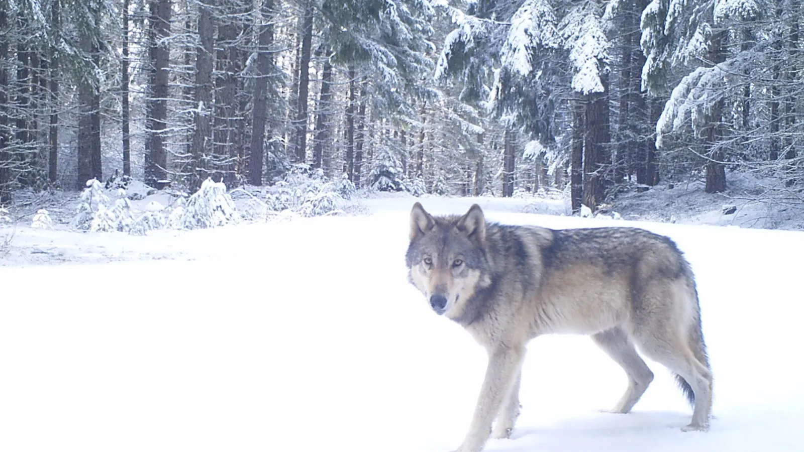 Endangered gray wolf