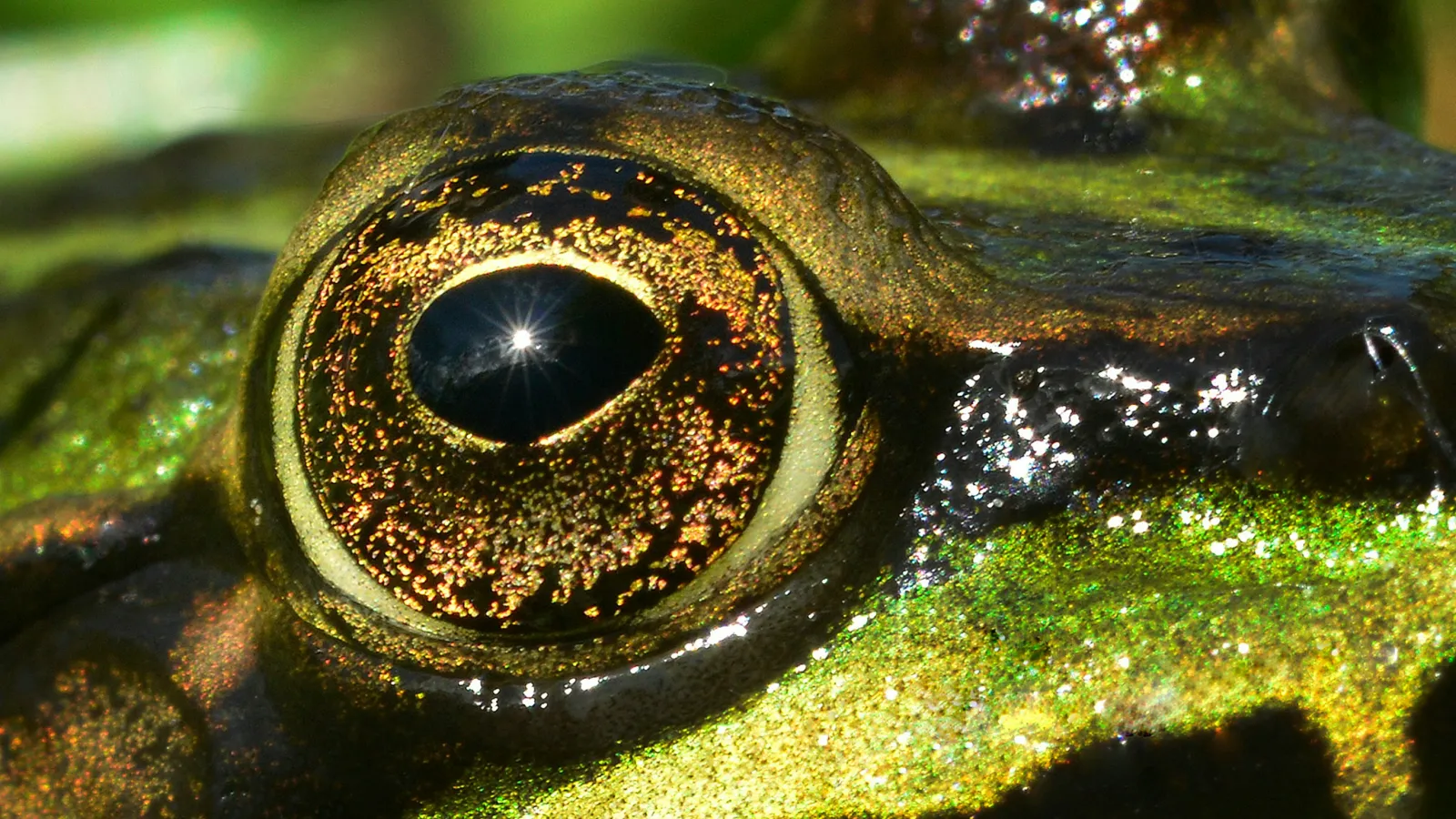 Vivid closeup of a frog's eye