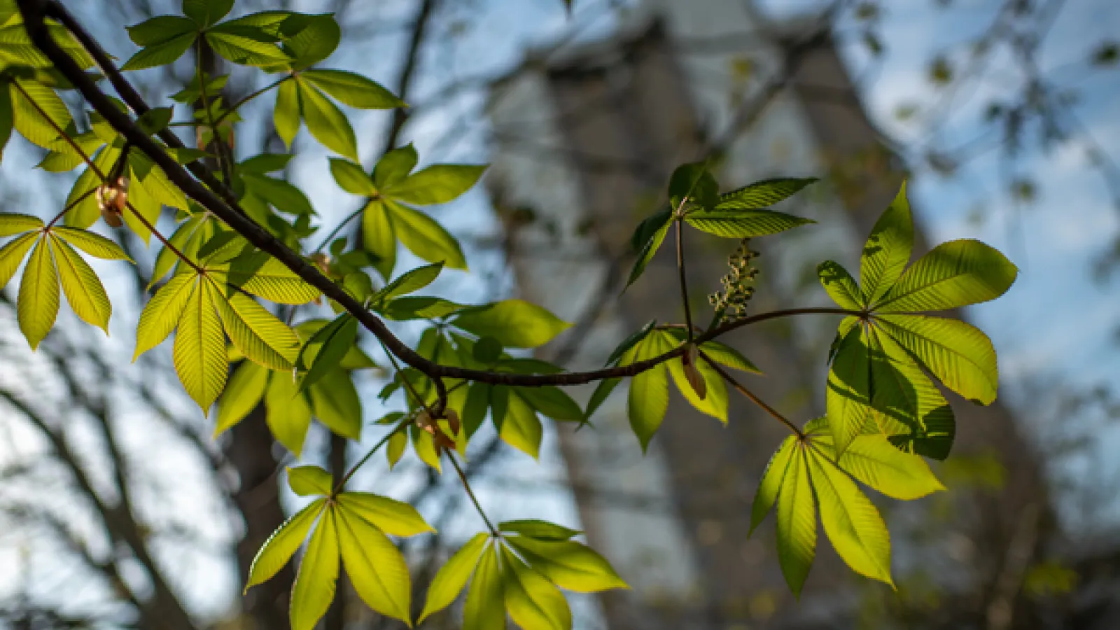 new leaves on a buckeye tree with Morrill Tower in the background