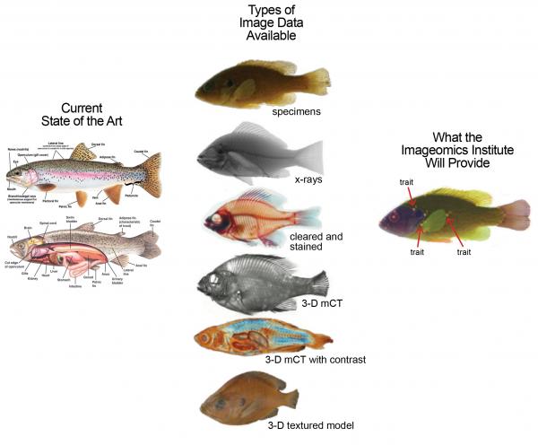 An illustration of previous diagrams of fish traits compared to data that imageomics will extract from different types of fish images