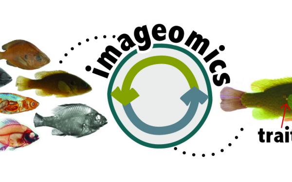 An explainer illustration of imageomics showing different types of image data revealing new traits