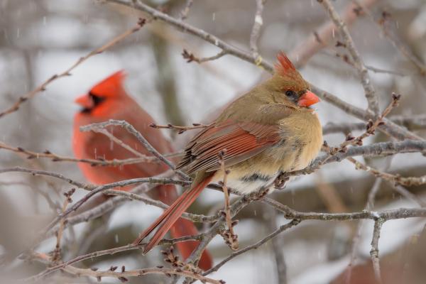 A pair of male and female Northern Cardinals perched on a tree branch in winter