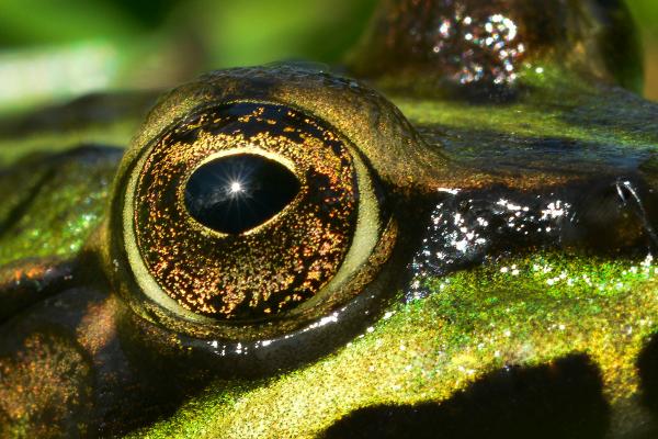 Vivid closeup of a frog's eye