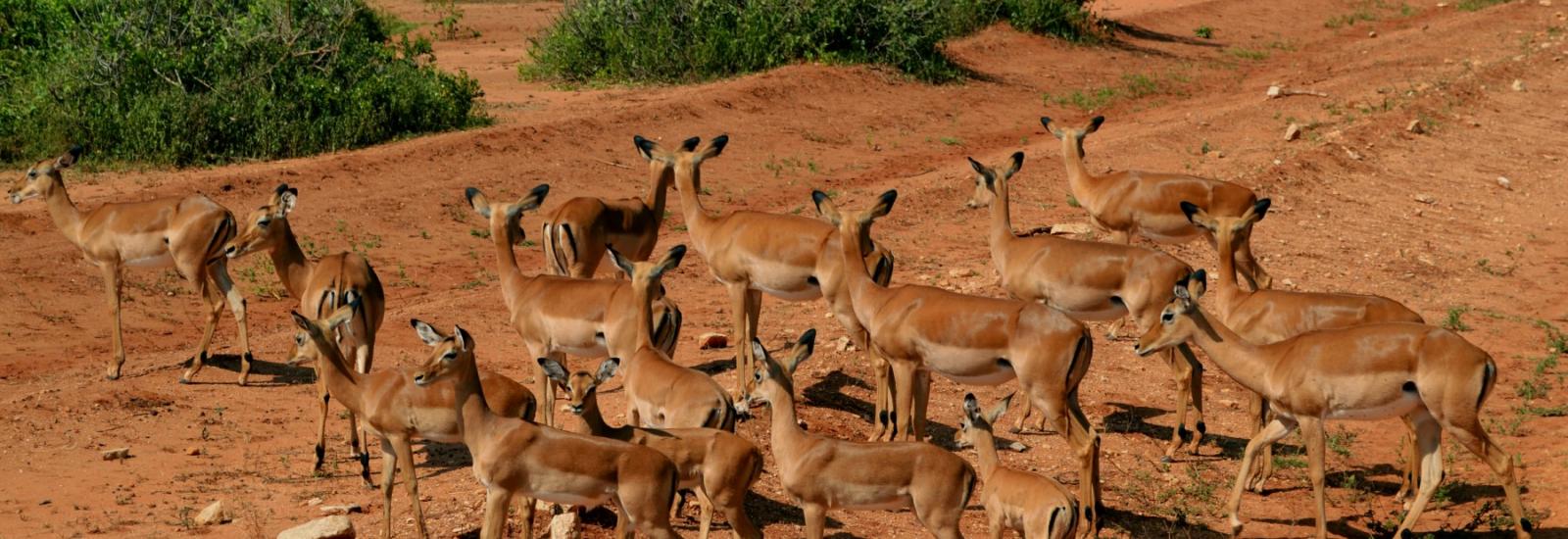 A photo of a group of antelopes walking on a savannah